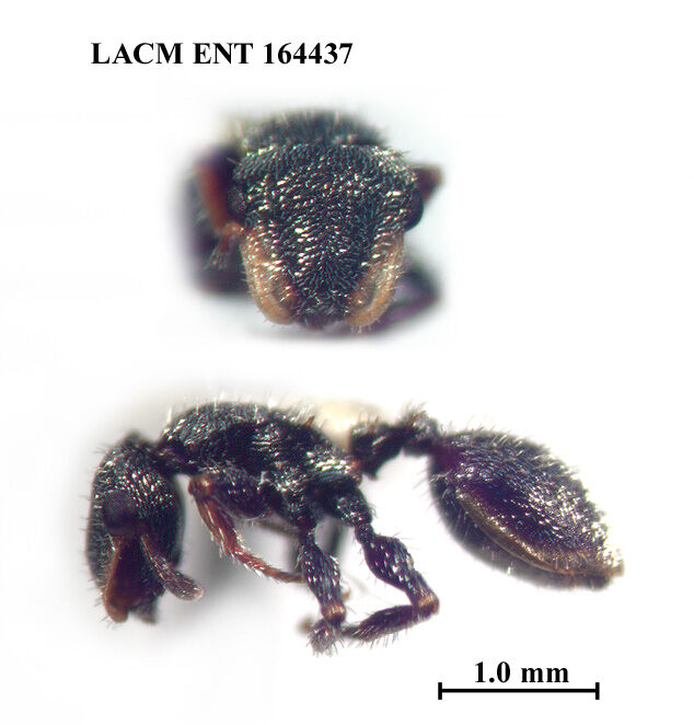 Cephalotes hirsutus thumbnail