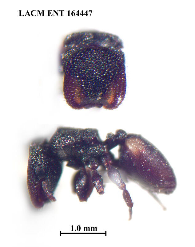 Cephalotes chacmul