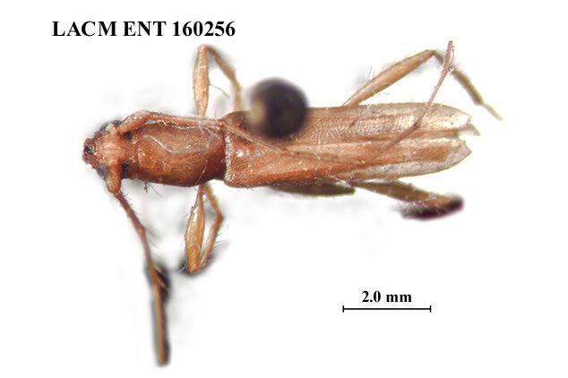 Lissoeme testacea