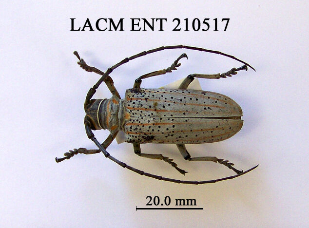 Rosenbergia clarki thumbnail