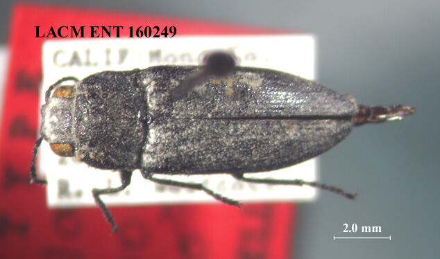 Nanularia monoensis thumbnail