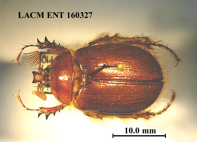 Pleocoma linsleyi thumbnail