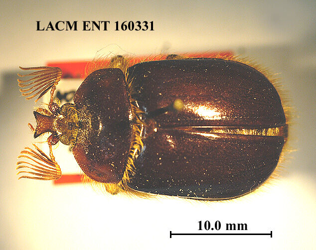 Pleocoma octopagina thumbnail