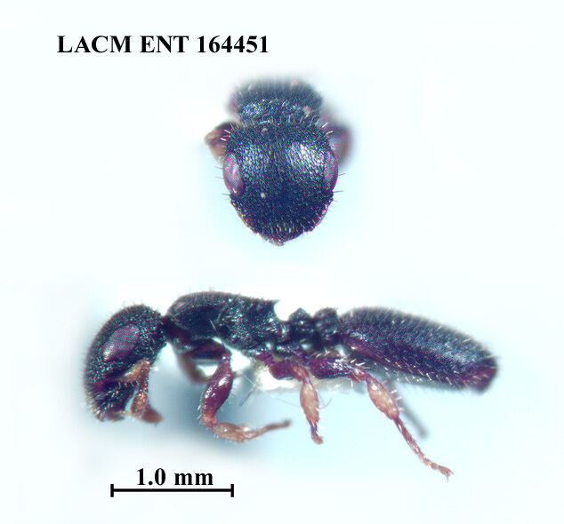 Cataulacus mckeyi