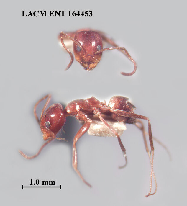 Dorymyrmex paiute thumbnail