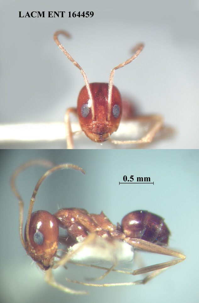 Dorymyrmex lipan thumbnail