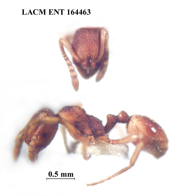 Stenamma wheelerorum