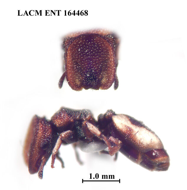 Cephalotes kukulcan thumbnail