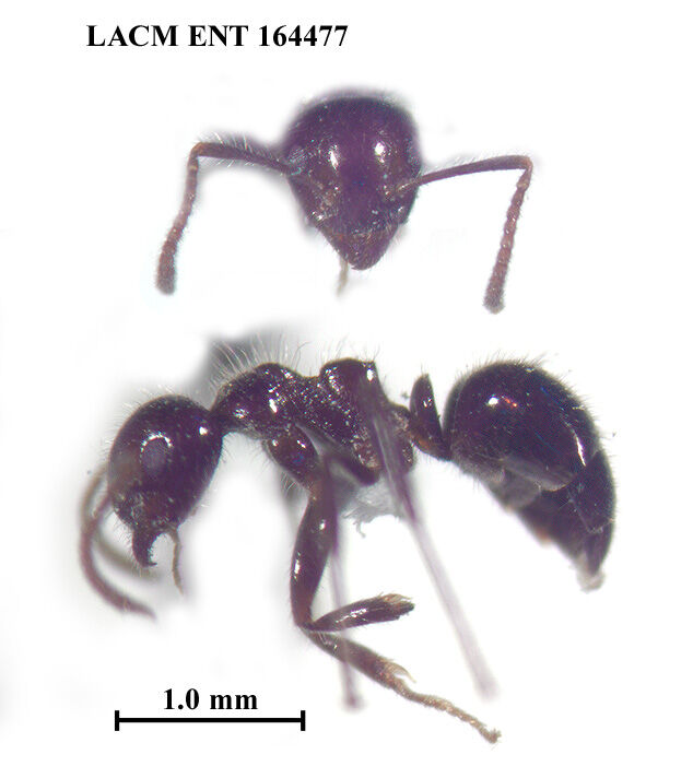 Dolichoderus inermis