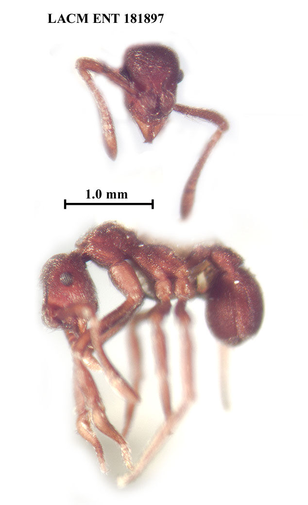 Apterostigma dorotheae