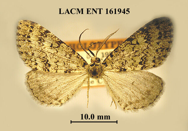Carphoides setigera thumbnail
