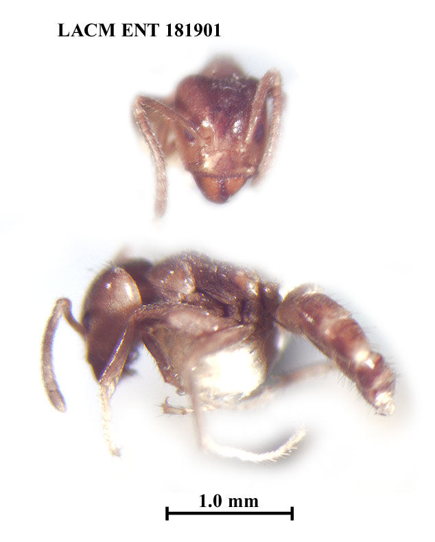 Azteca bequaerti