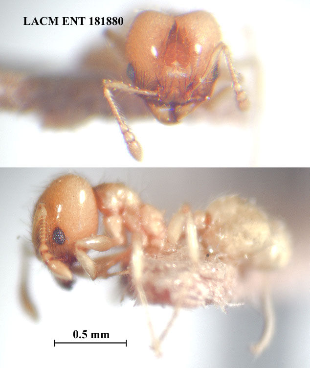 Pheidole microgyna thumbnail