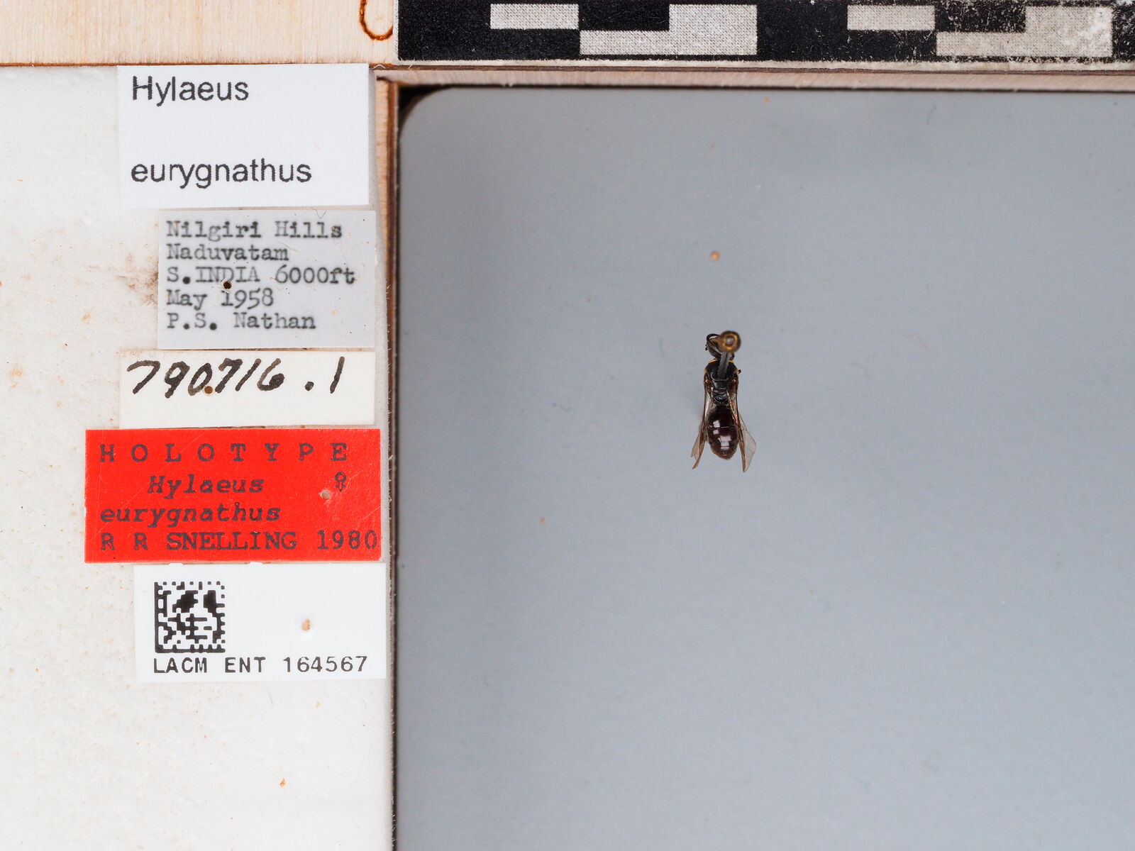 Hylaeus eurygnathus
