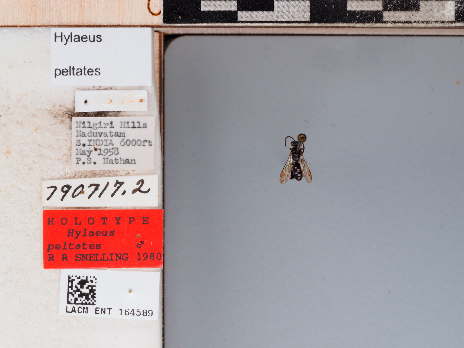 Hylaeus peltates