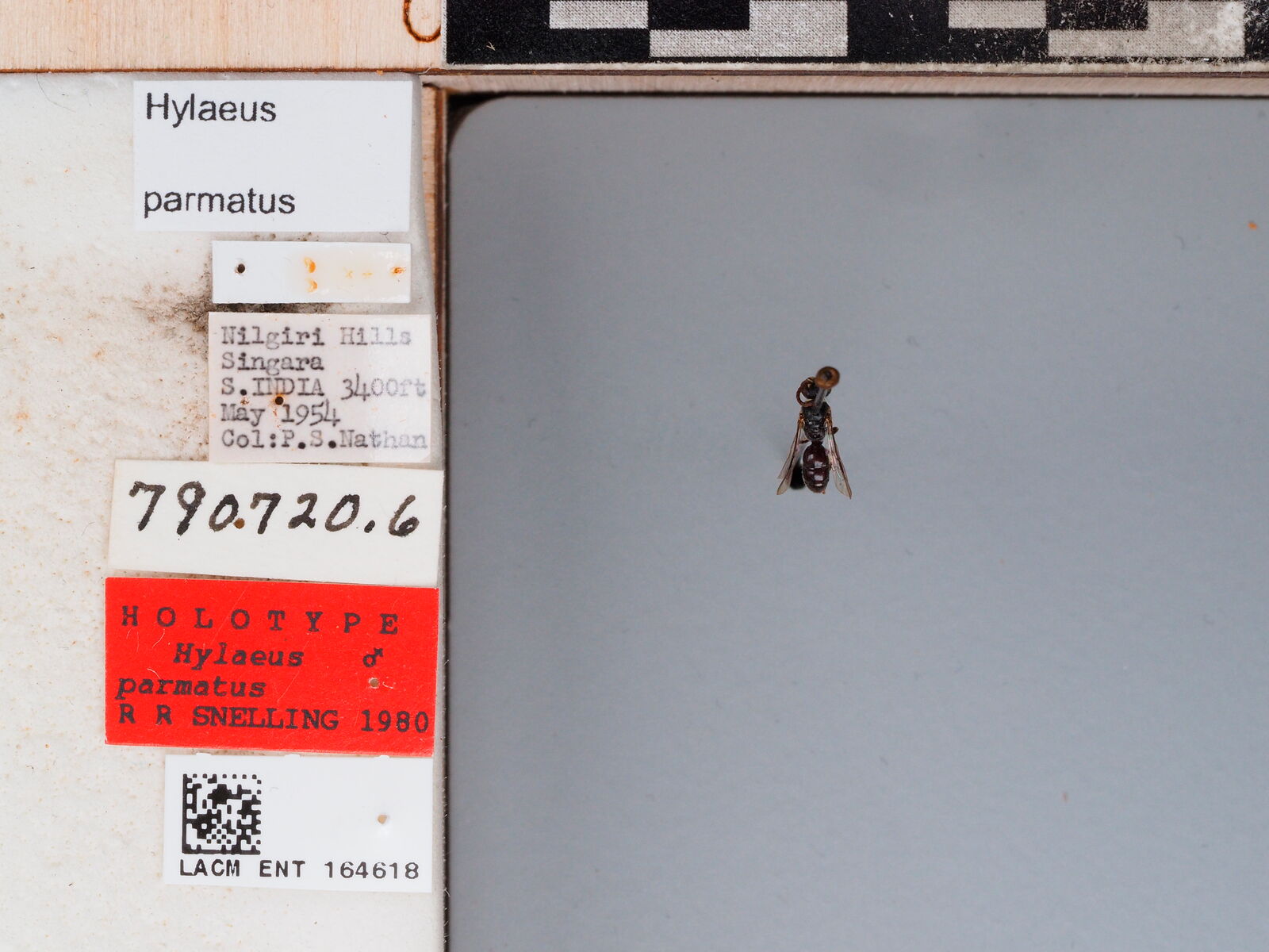 Hylaeus parmatus