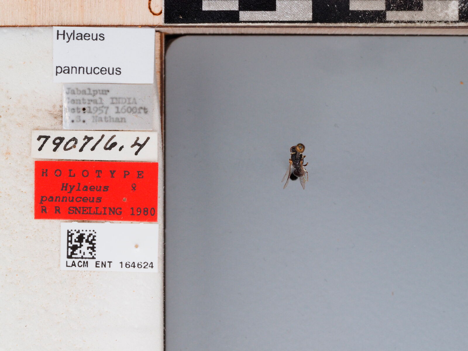 Hylaeus pannuceus