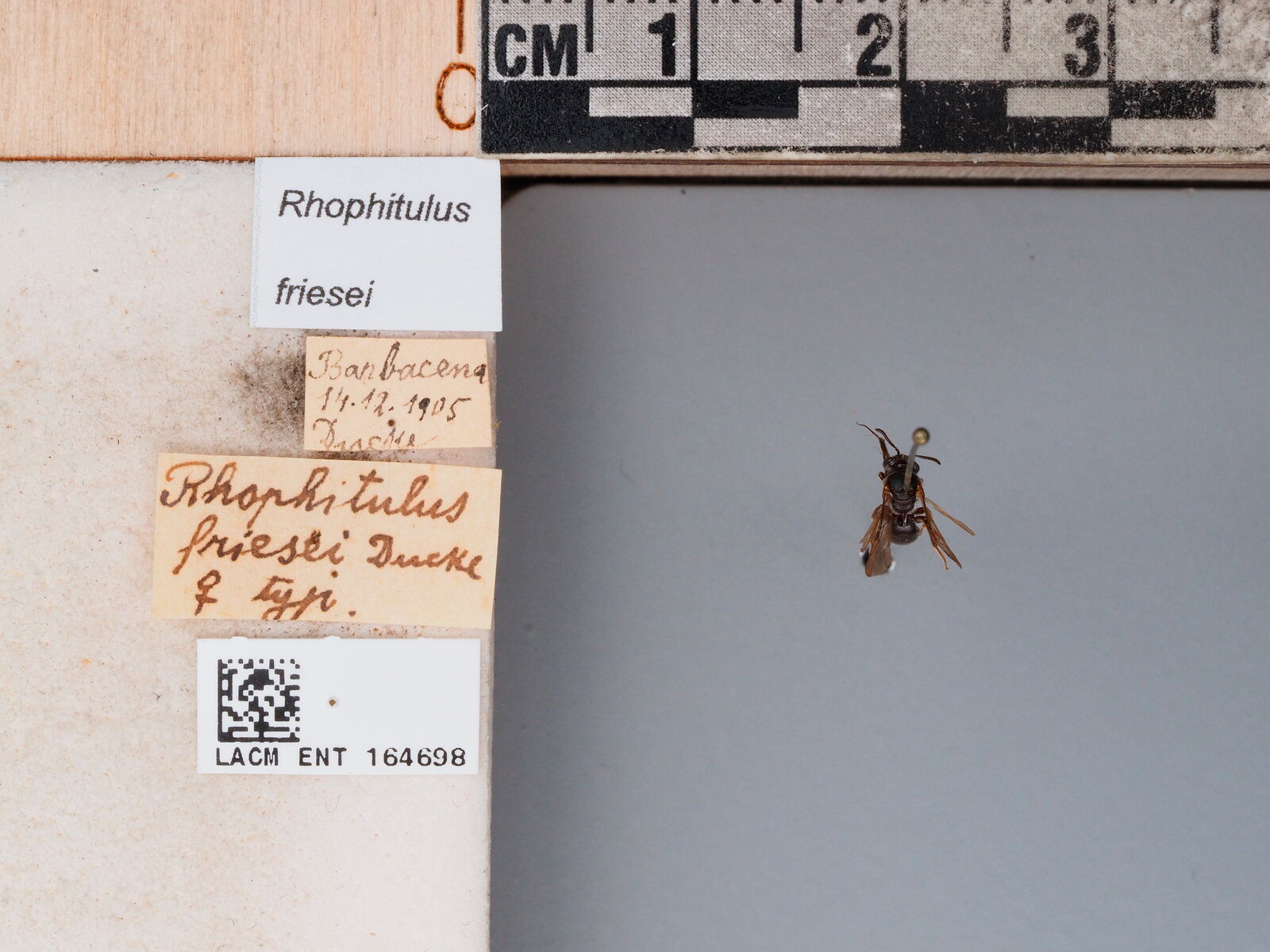 Rhophitulus friesei