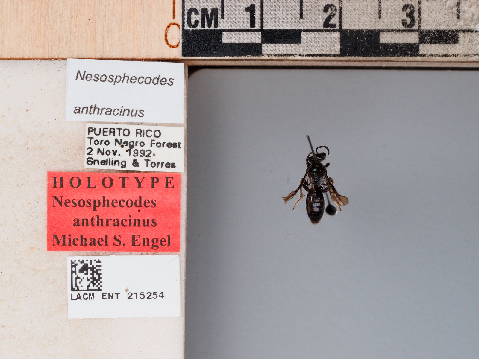 Nesosphecodes anthracinus