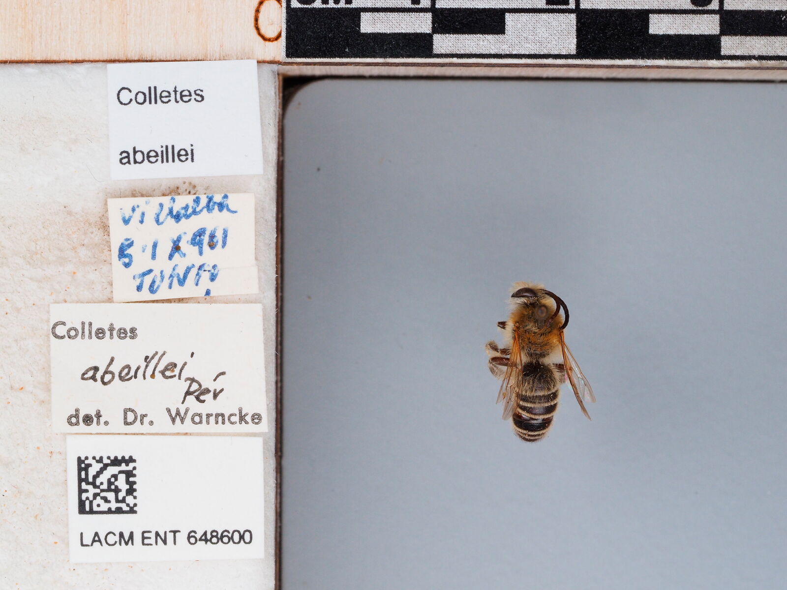 Colletes abeillei thumbnail
