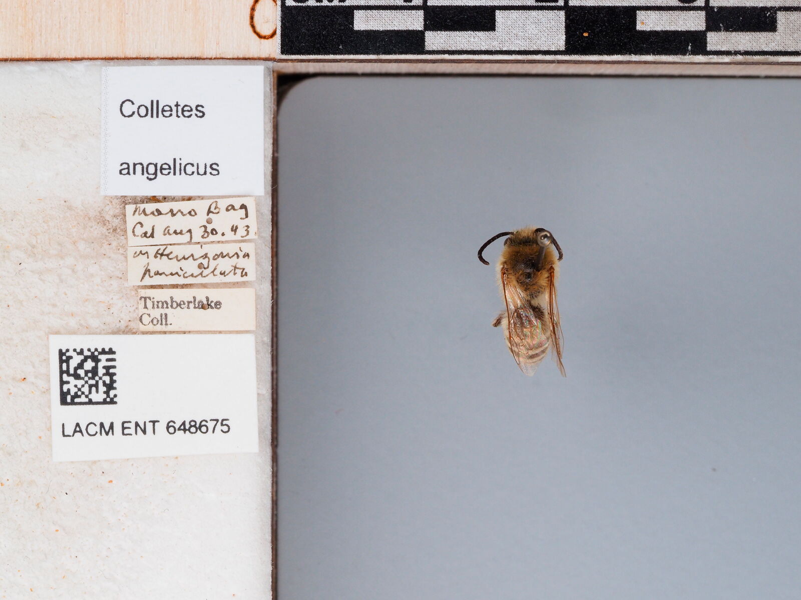Colletes angelicus