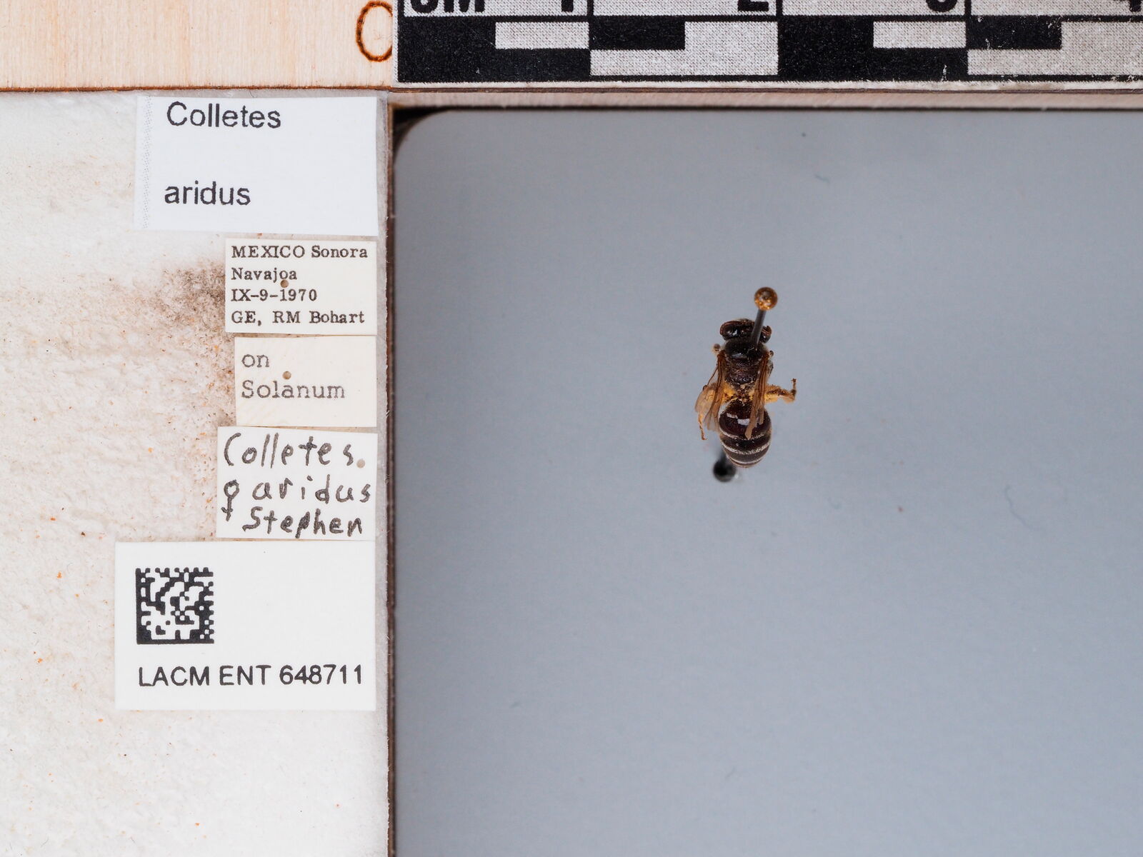 Colletes aridus