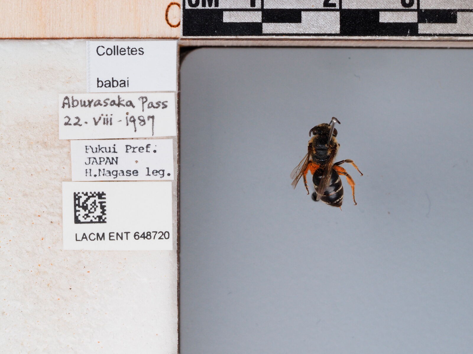 Colletes babai