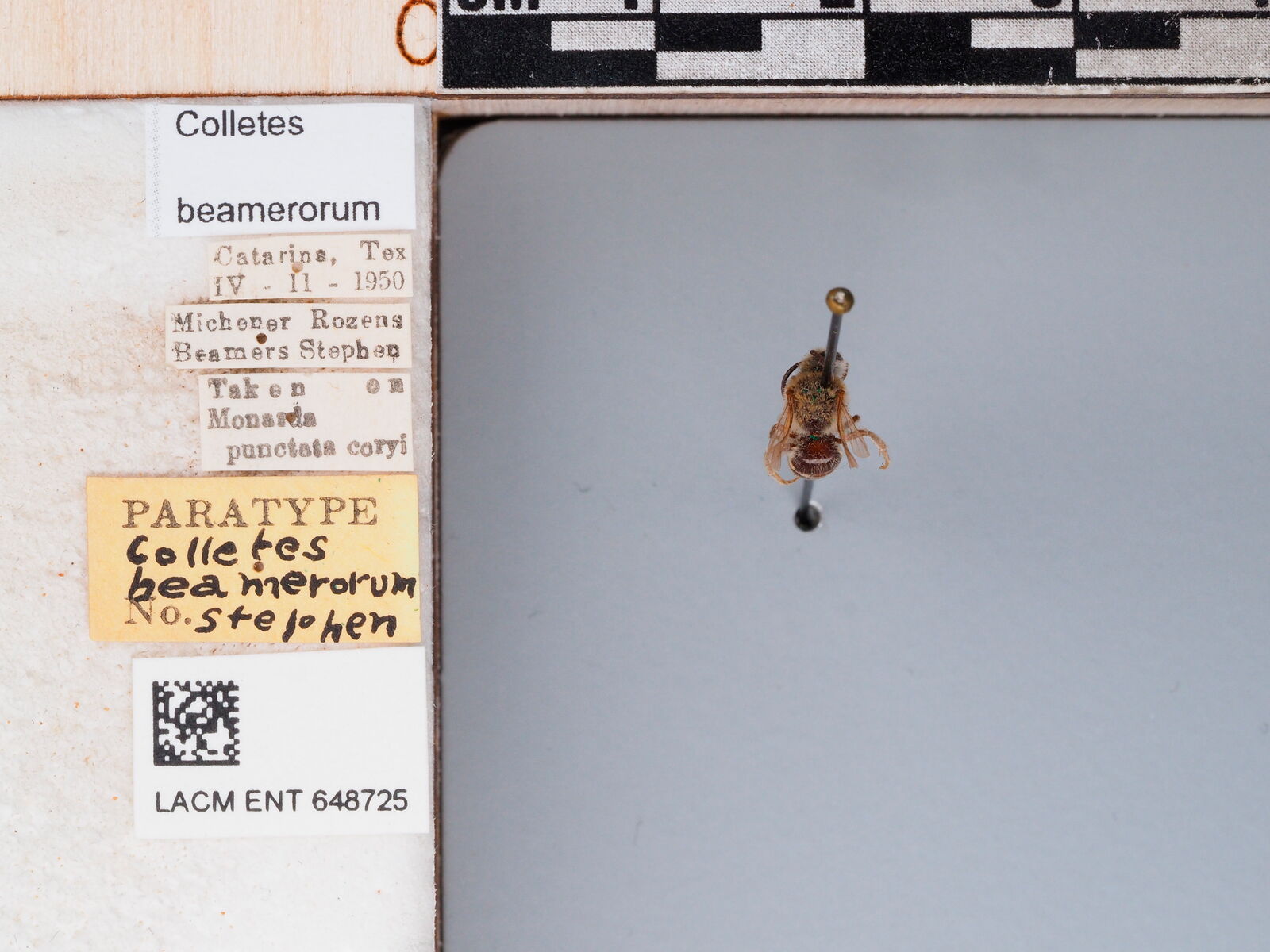 Colletes beamerorum