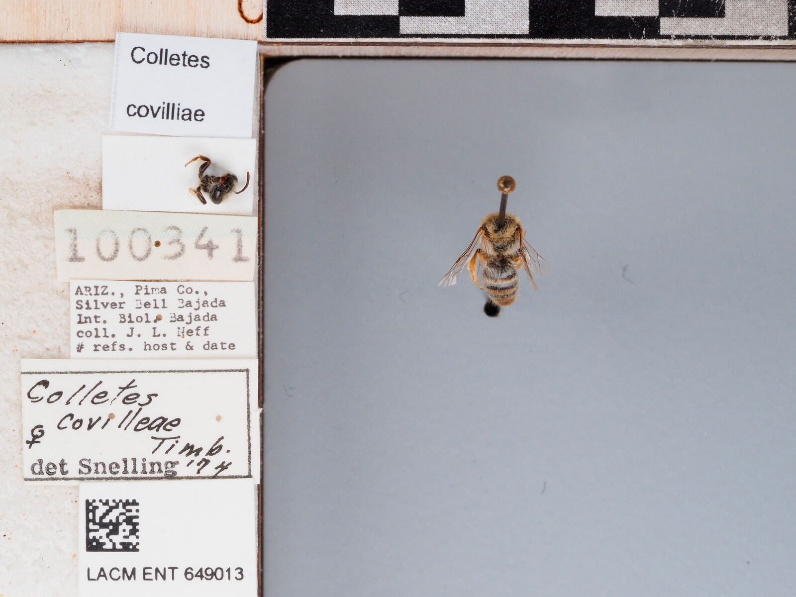 Colletes covilleae