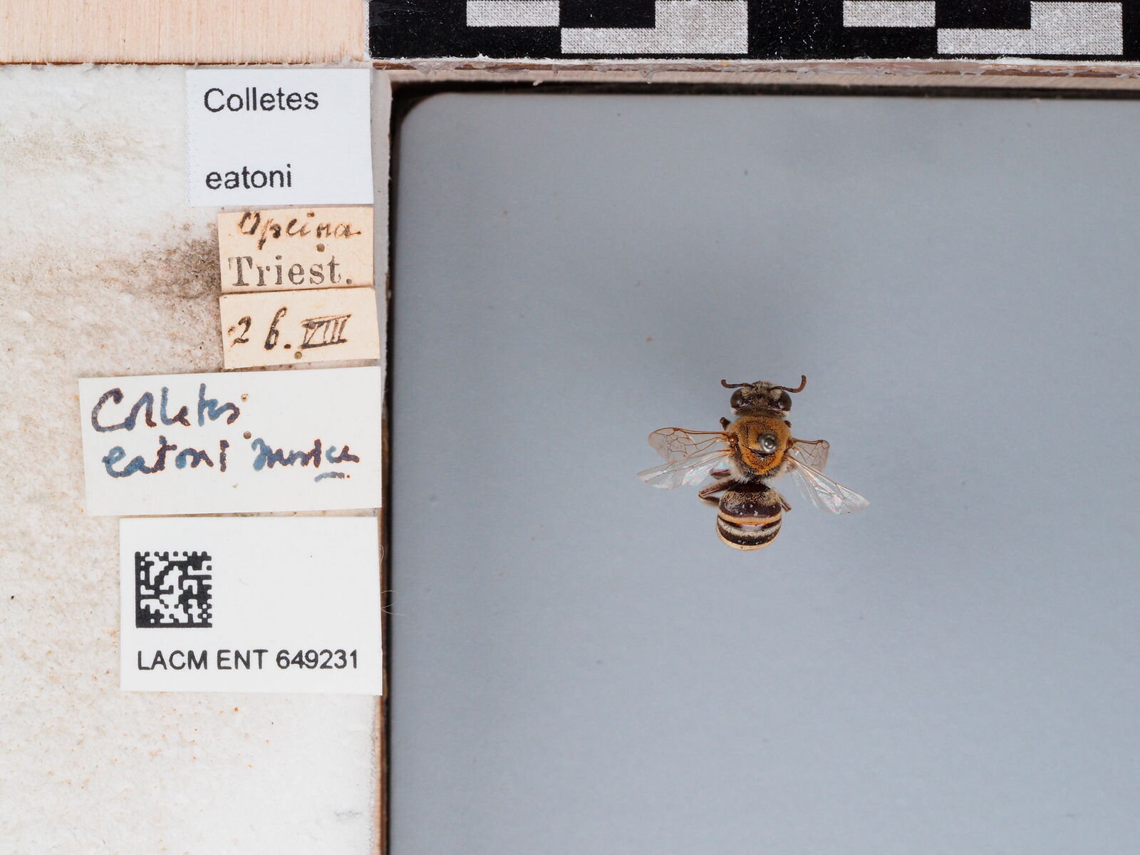 Colletes eatoni