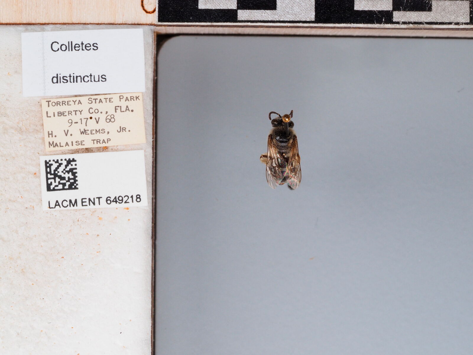 Colletes distinctus