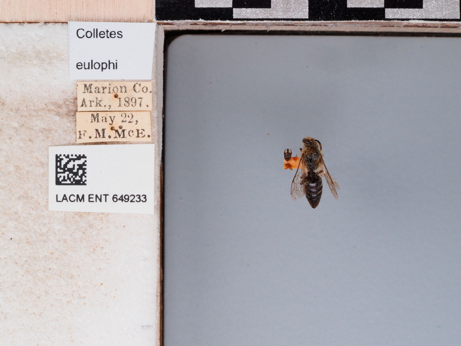Colletes eulophi