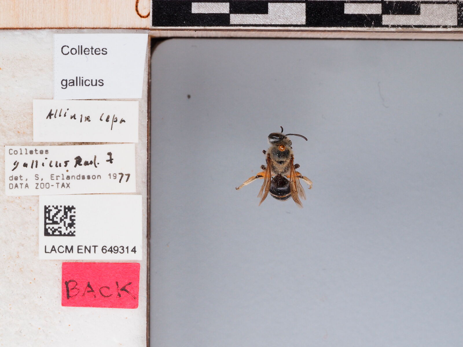 Colletes gallicus