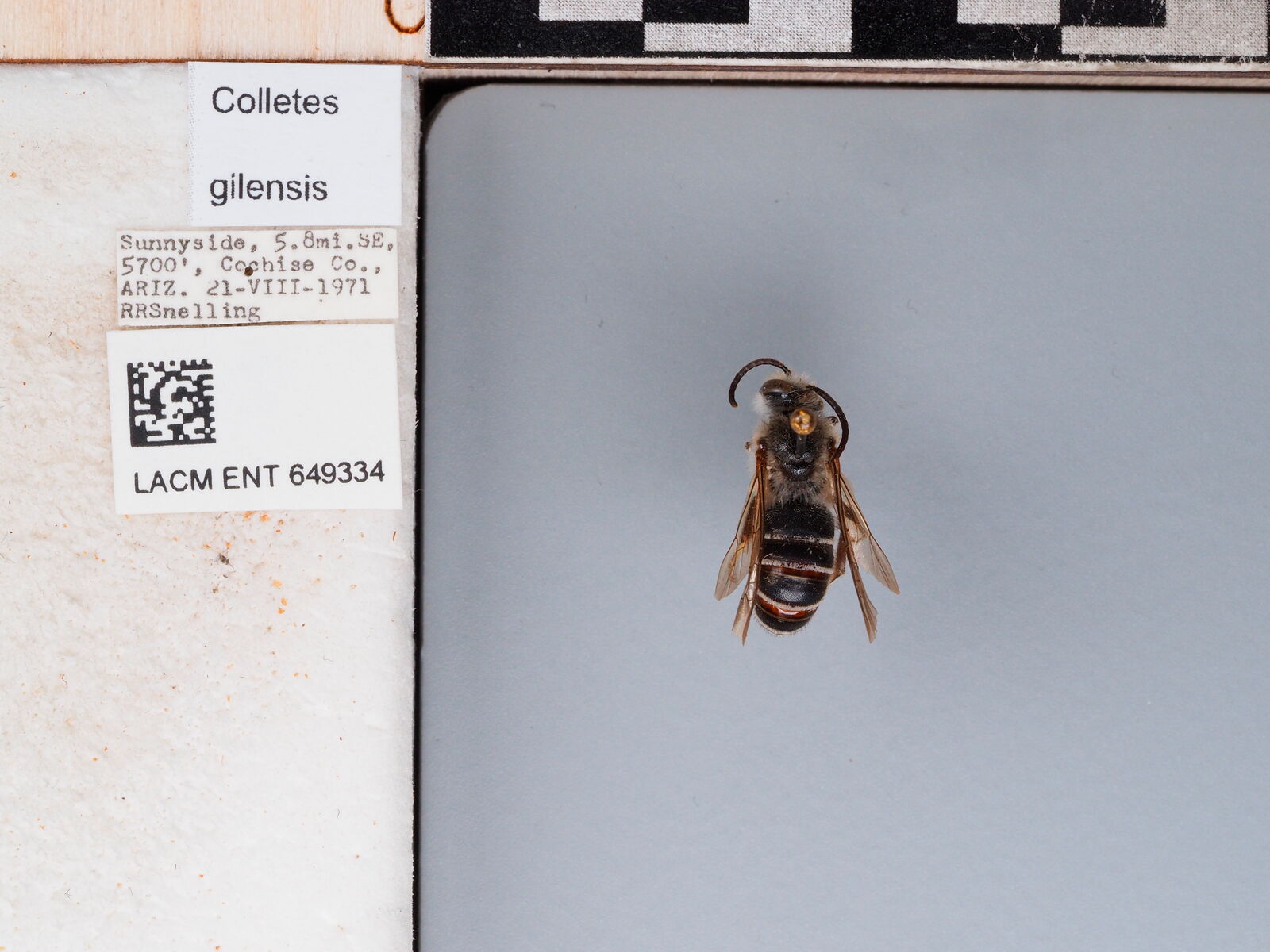 Colletes gilensis