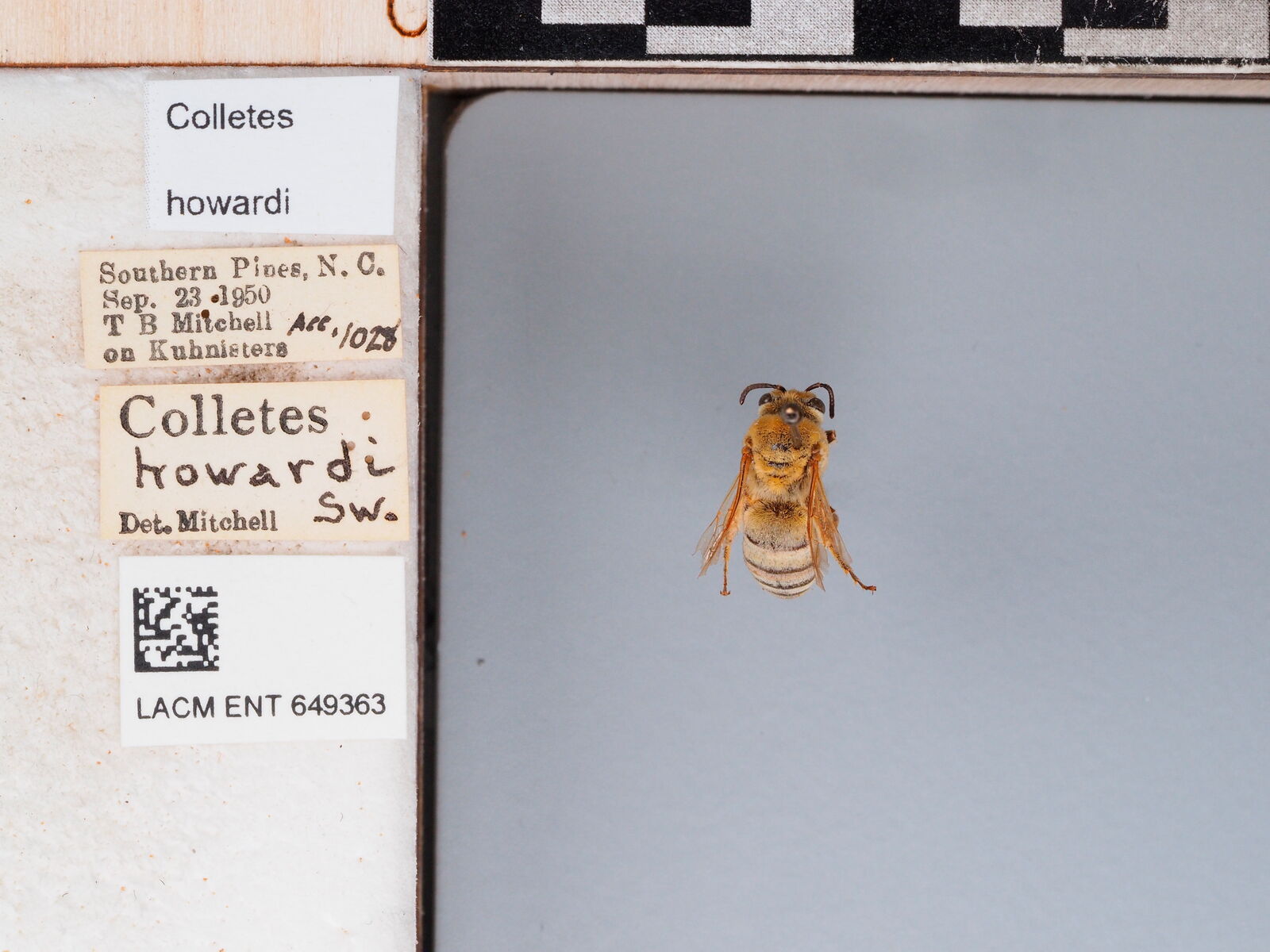 Colletes howardi