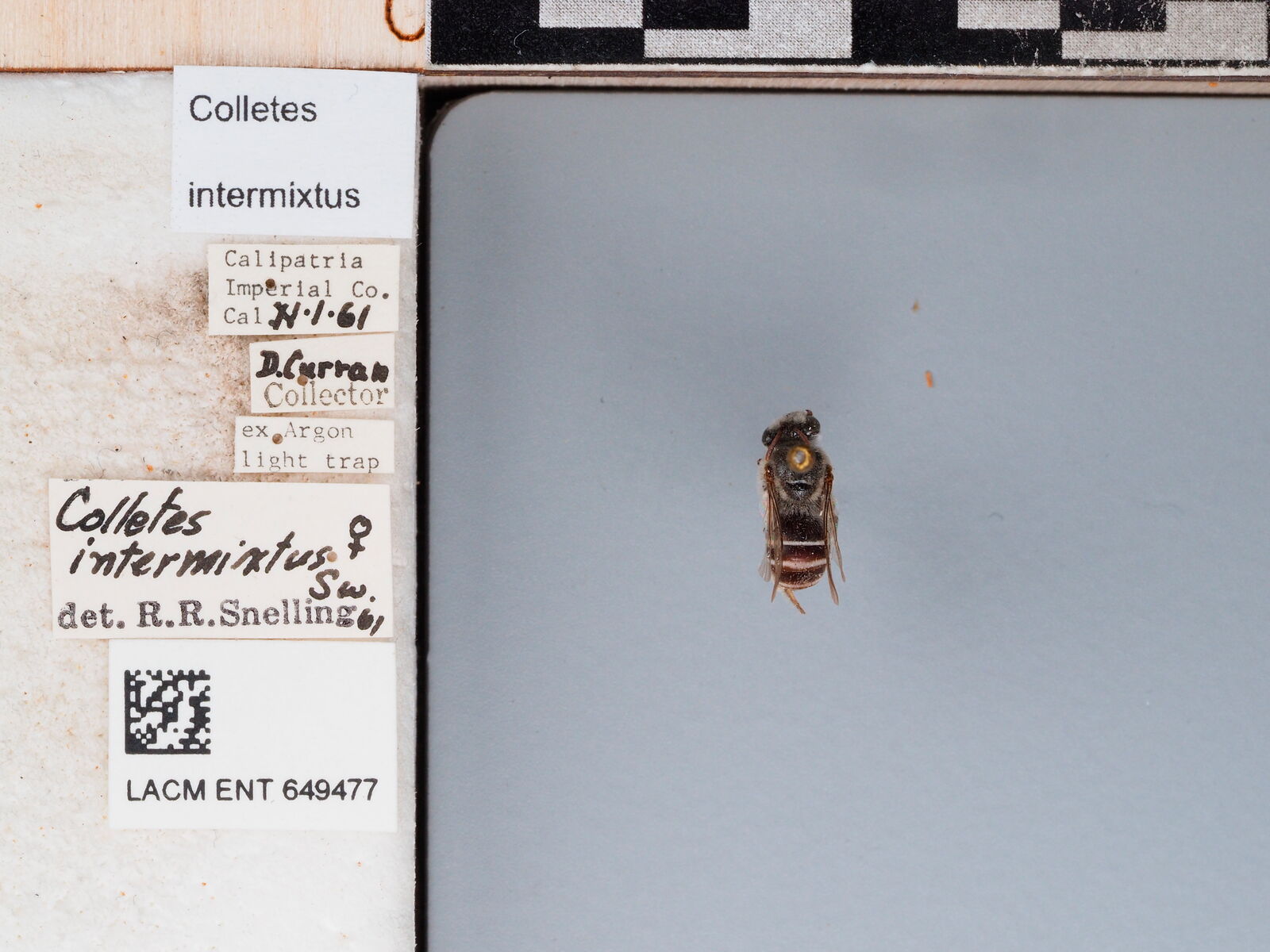 Colletes intermixtus