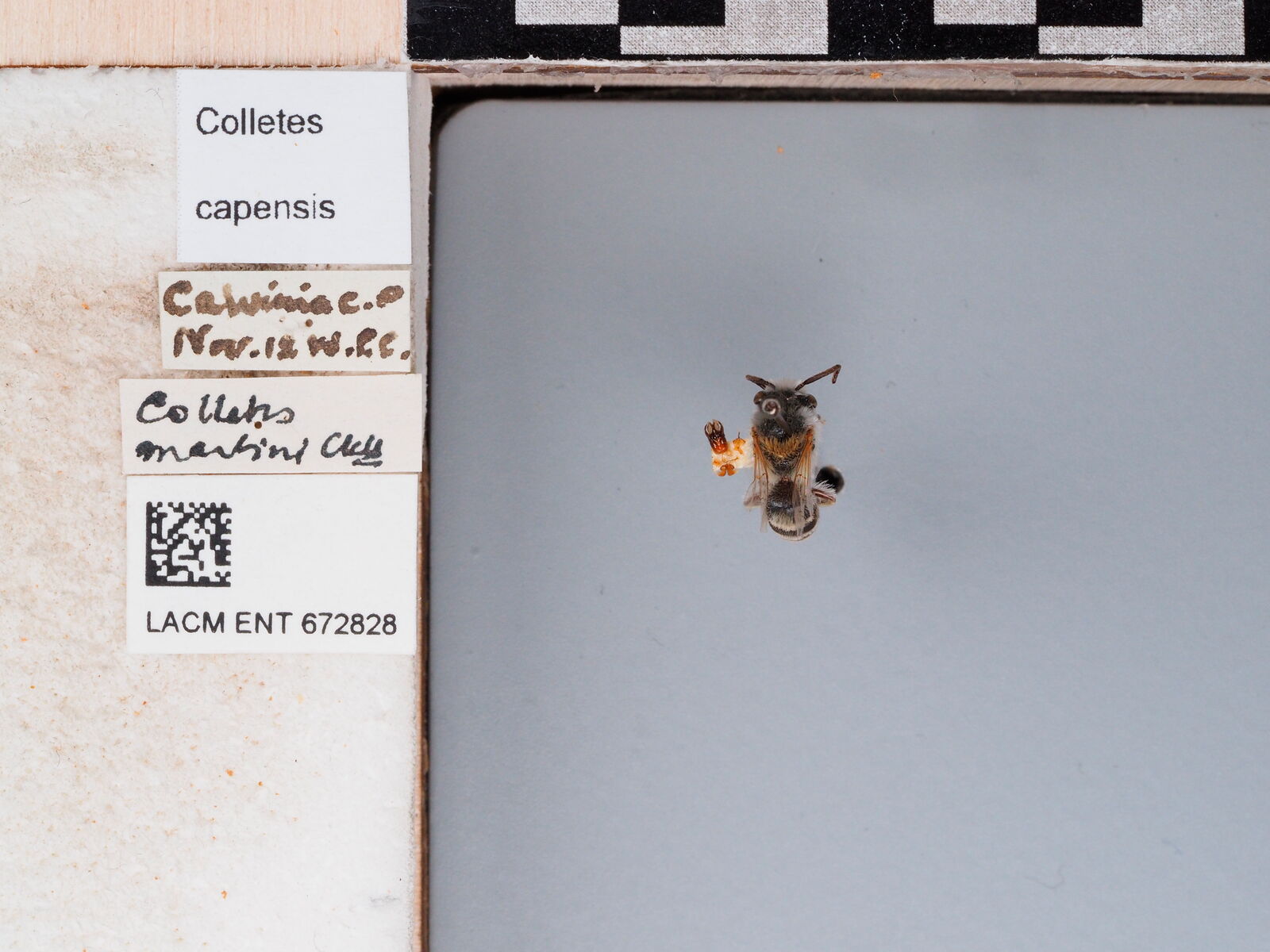 Colletes capensis