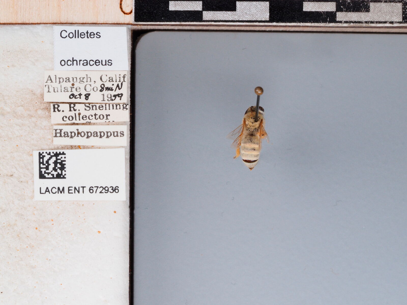 Colletes ochraceus thumbnail