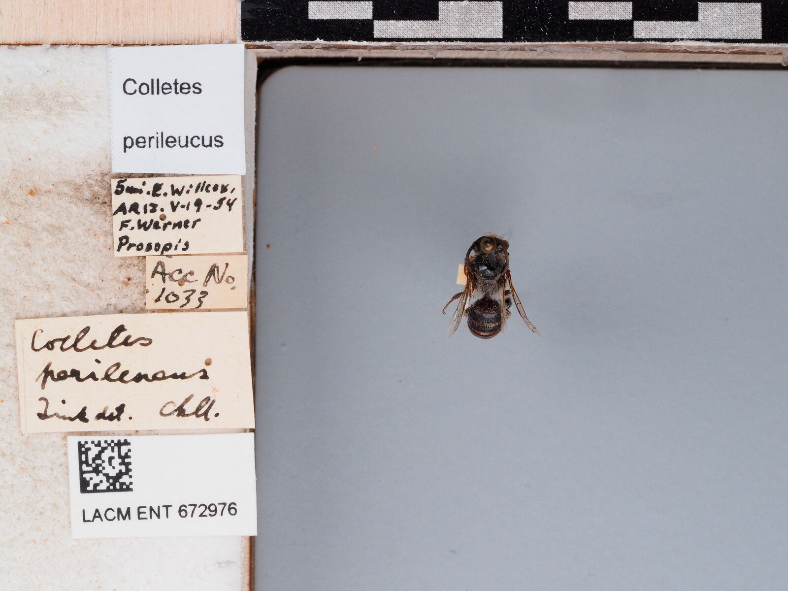 Colletes perileucus