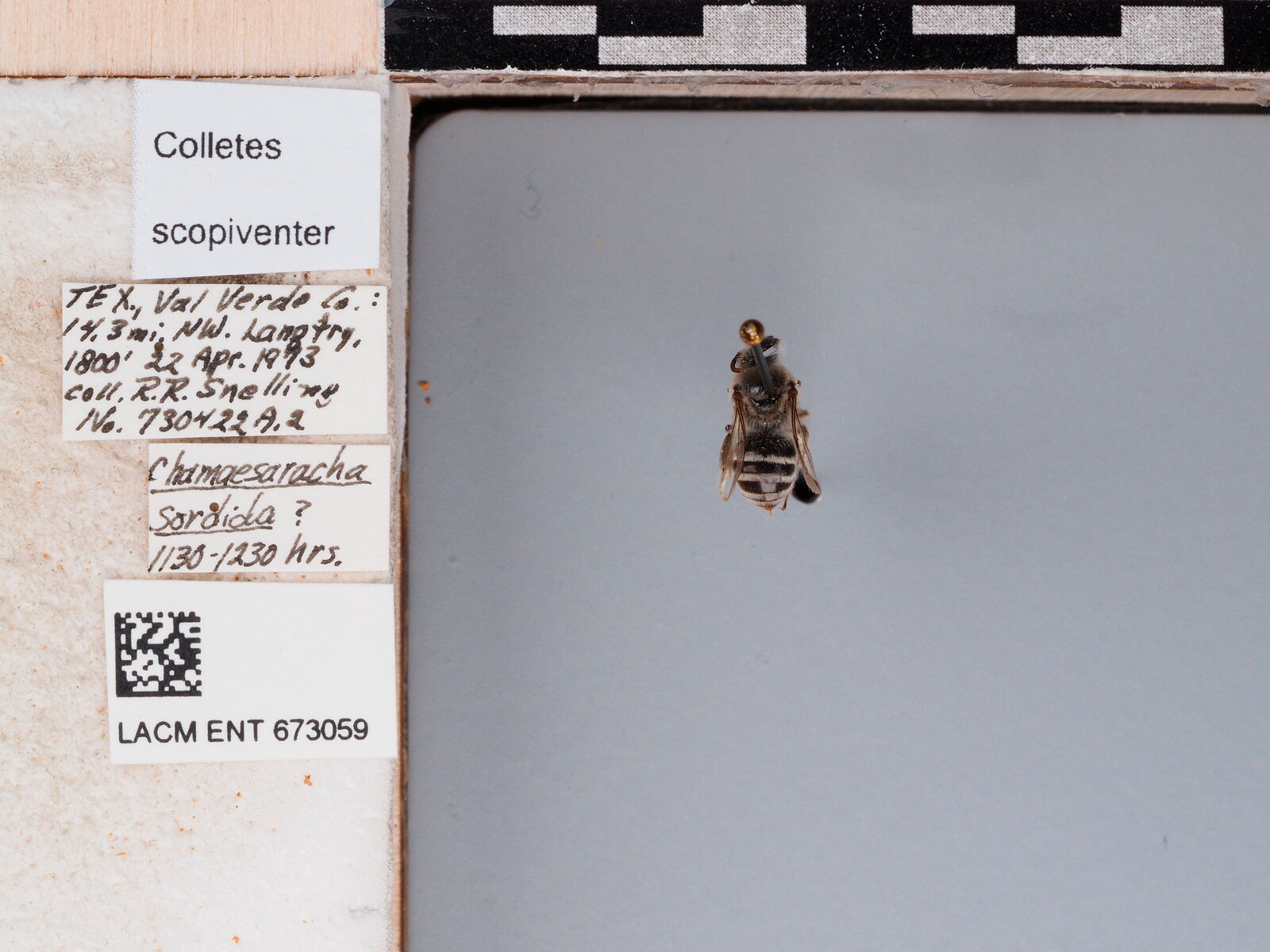 Colletes scopiventer