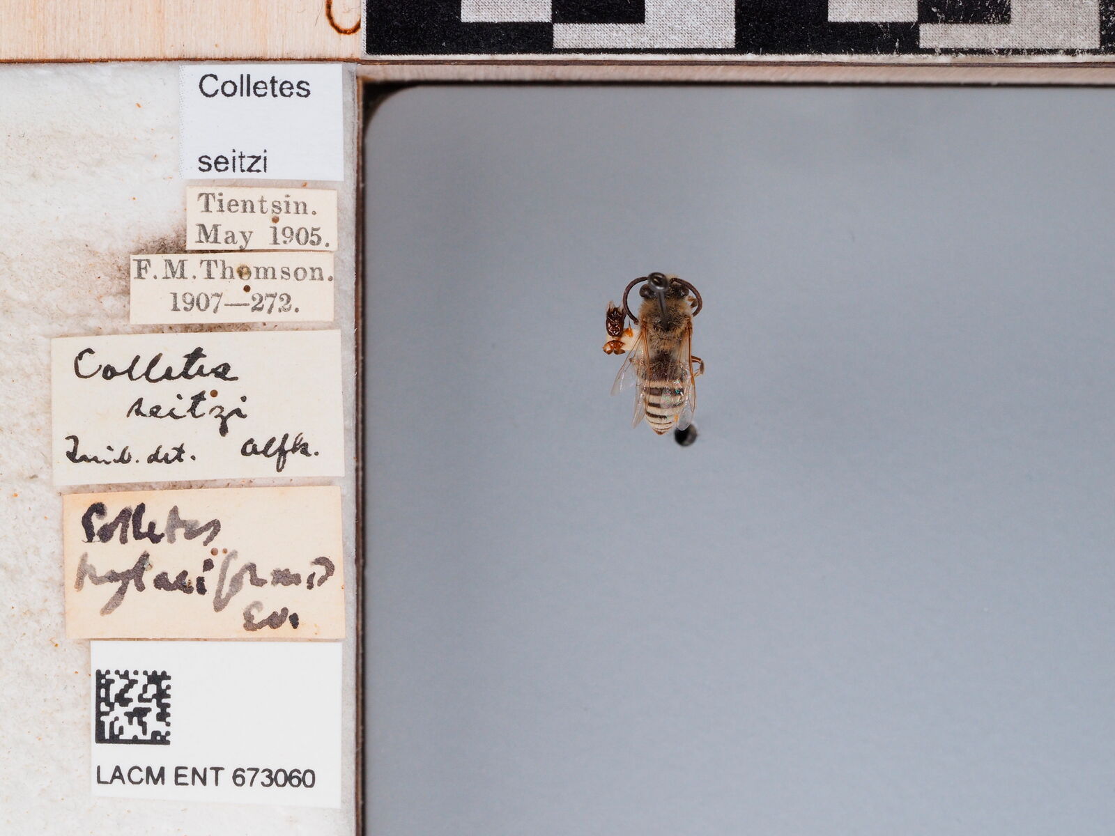 Colletes seitzi
