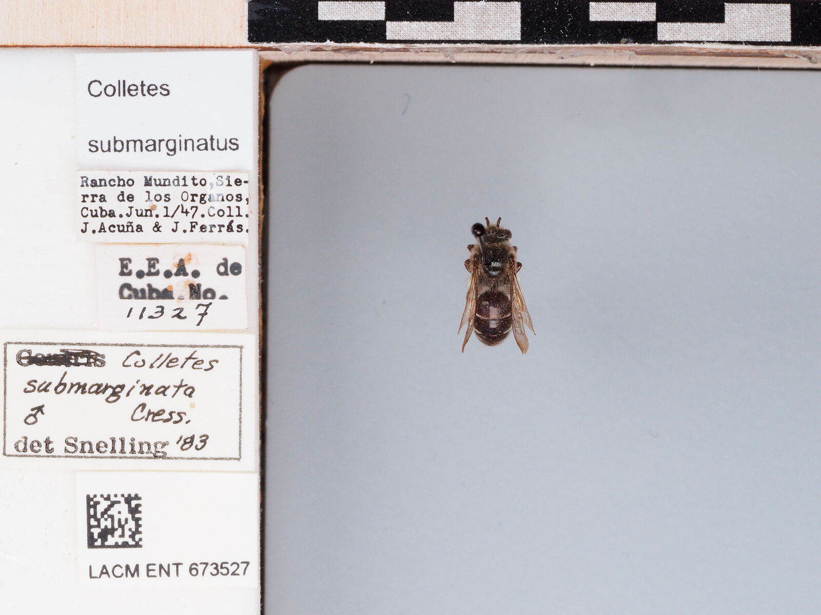 Colletes submarginatus