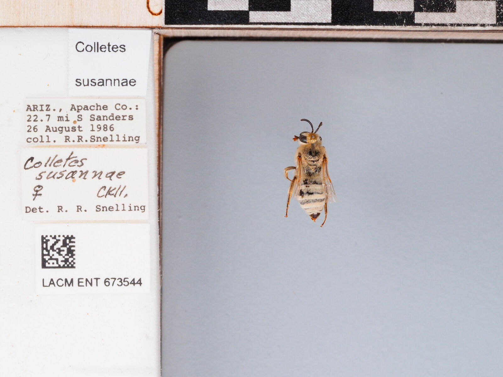 Colletes susannae thumbnail