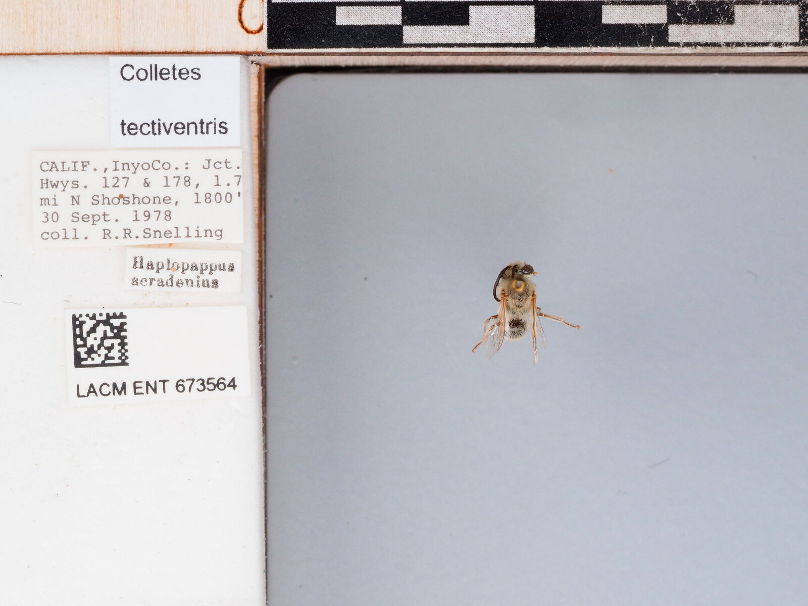 Colletes tectiventris thumbnail