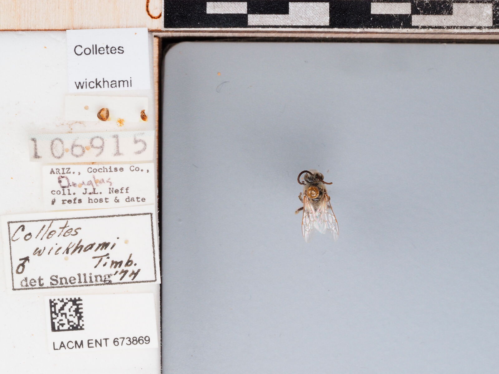 Colletes wickhami