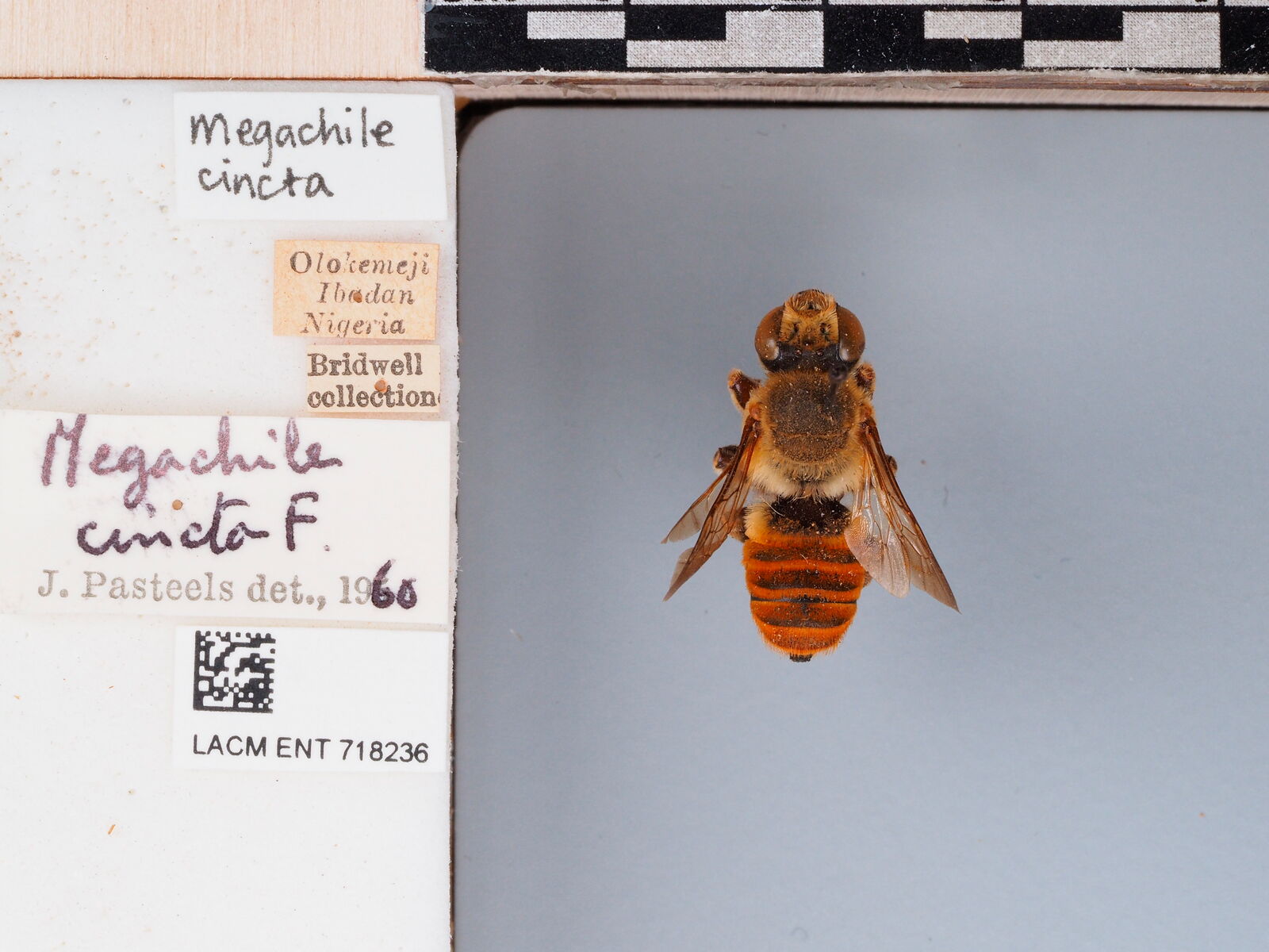 Megachile cincta thumbnail