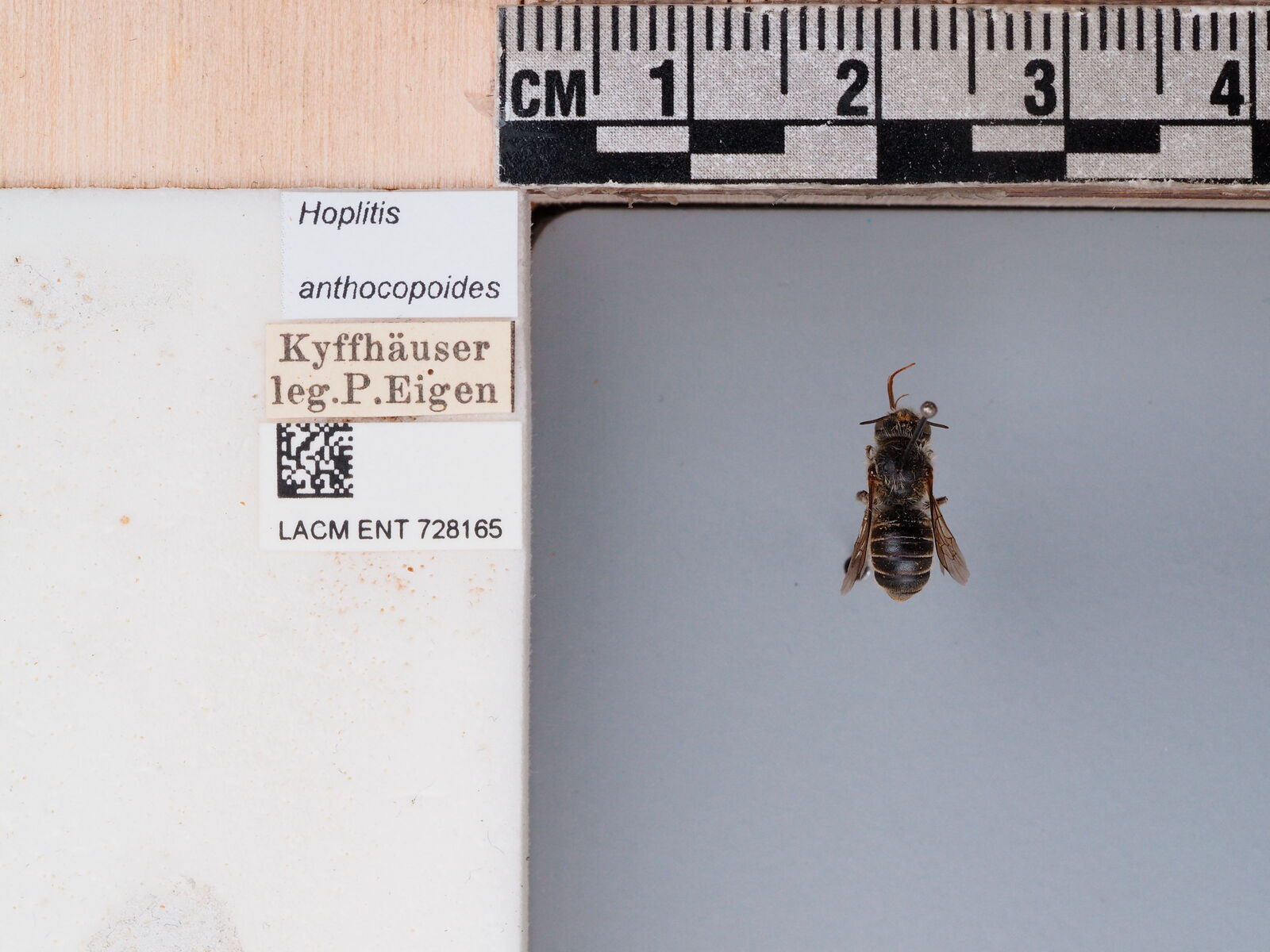 Hoplitis anthocopoides thumbnail