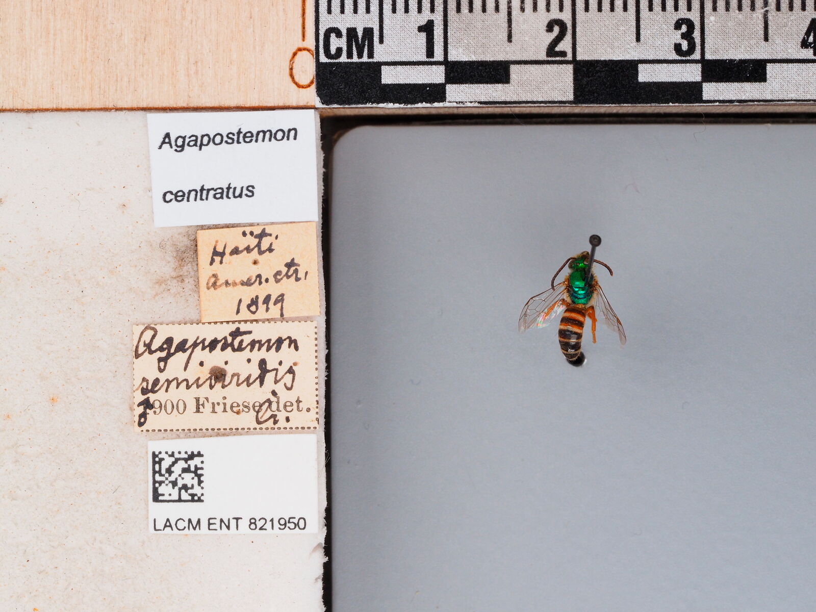 Agapostemon centratus