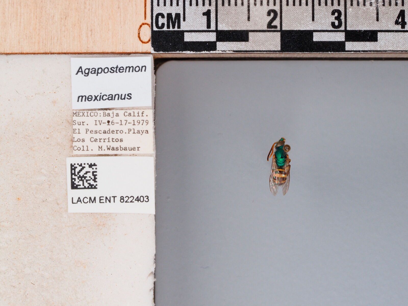 Agapostemon mexicanus