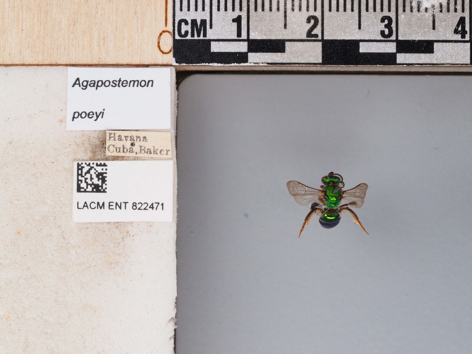 Agapostemon poeyi